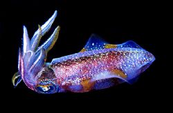 Squid on a night dive in Dominica shot with Nikon n90x in... by Kathy Damgaard 